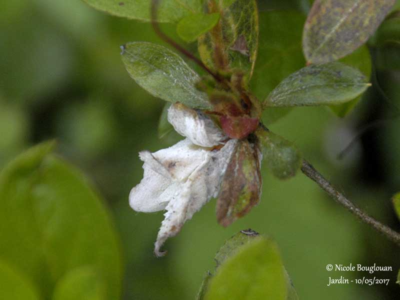 525-Exobasidium azaleae