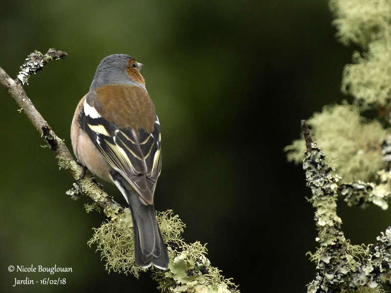 2009 COMMON CHAFFINCH male