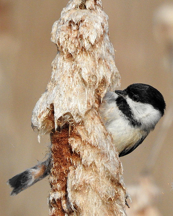 Black-capped Chickadee 0121 copy.jpg