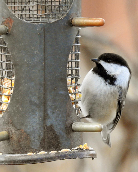 Black-capped Chickadee 0150 copy.jpg