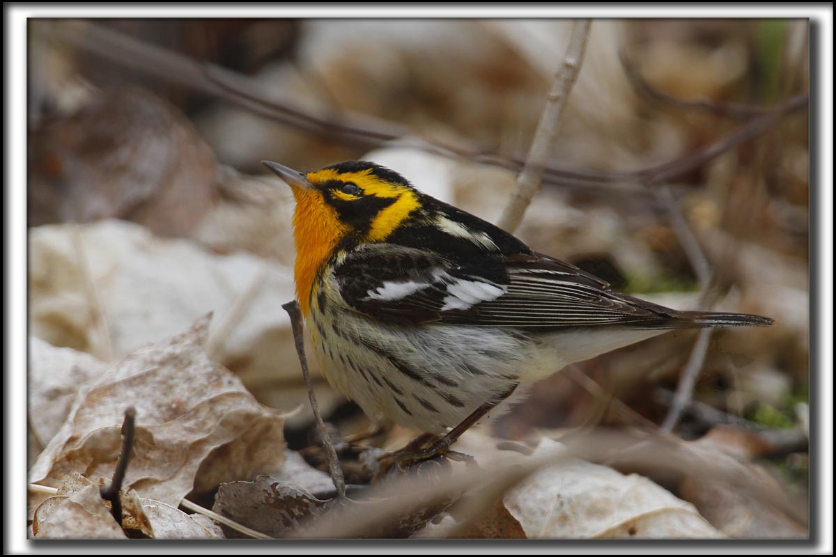 PARULINE  GORGE ORANGE, mle   /   BLACKBURNIAN WARBLER, male    _MG_9004 a a