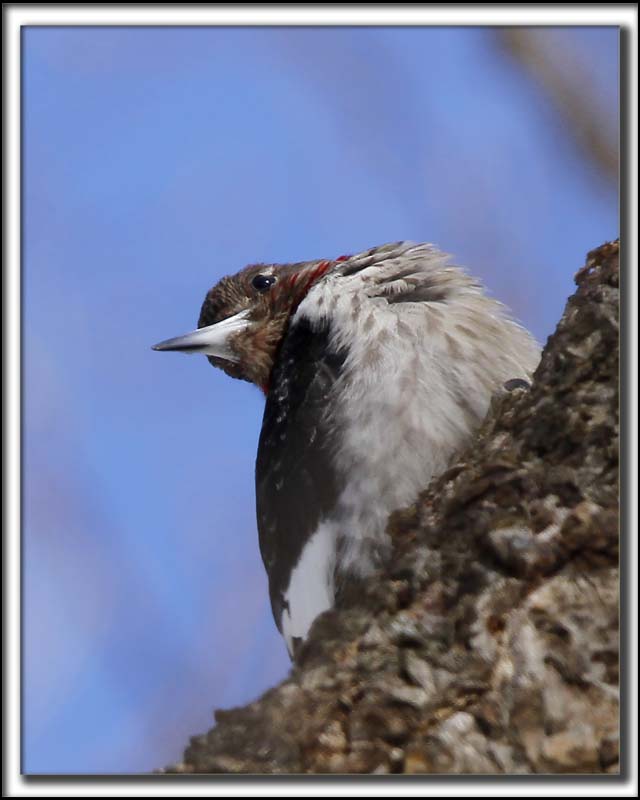 PIC  TTE ROUGE  /  RED-HEADED WOODPECKER    _MG_7096 a