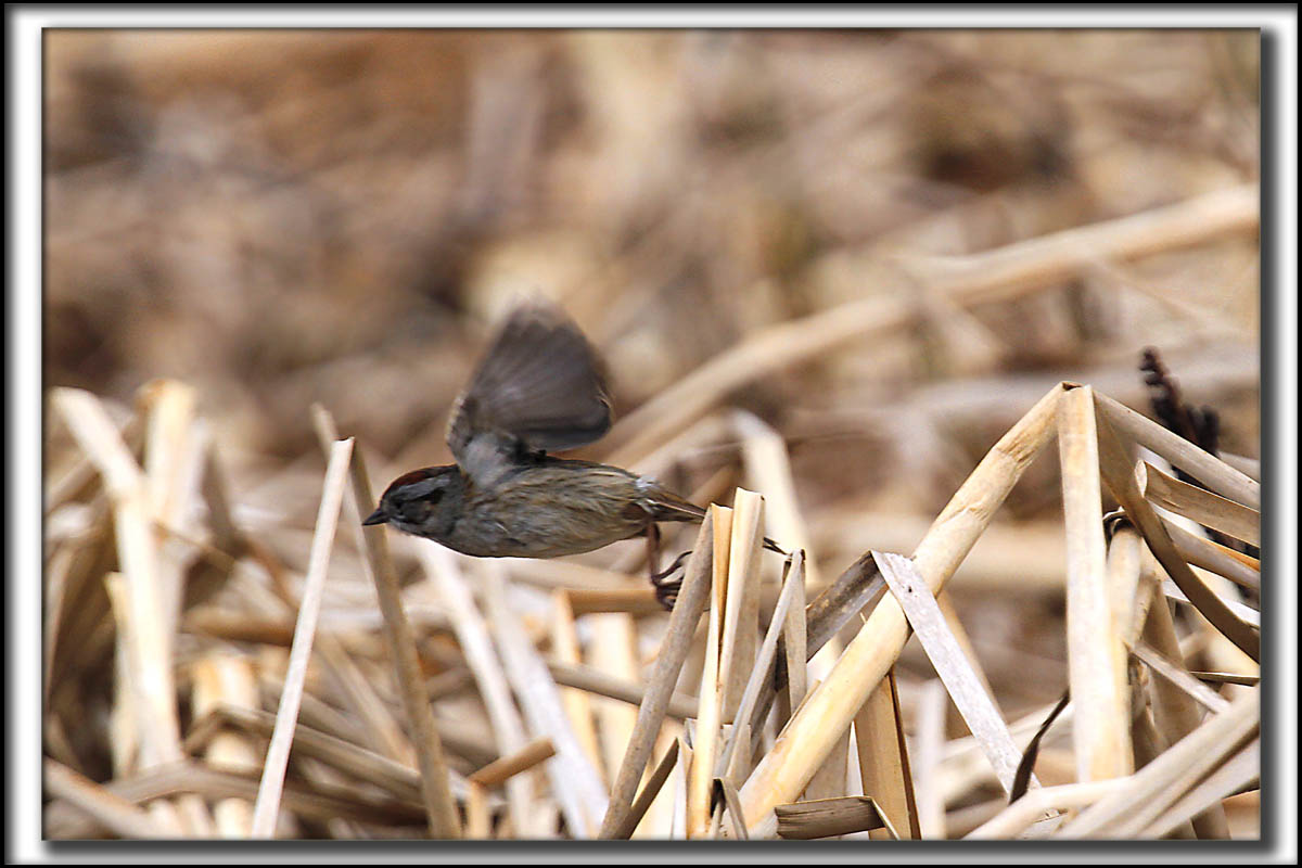 BRUANT DES MARAIS  /  SWAMP SPARROW      _MG_8757 a