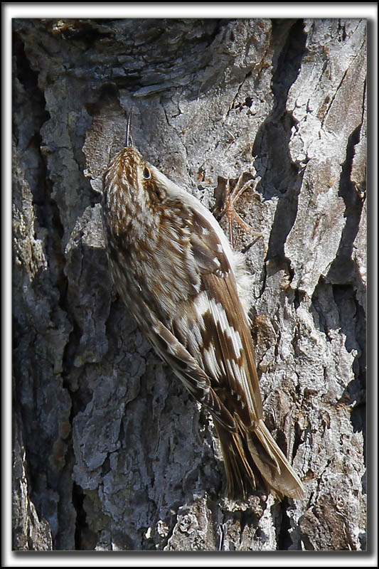 GRIMPEREAU BRUN  /  BROWN CREEPER     _MG_9317 a a