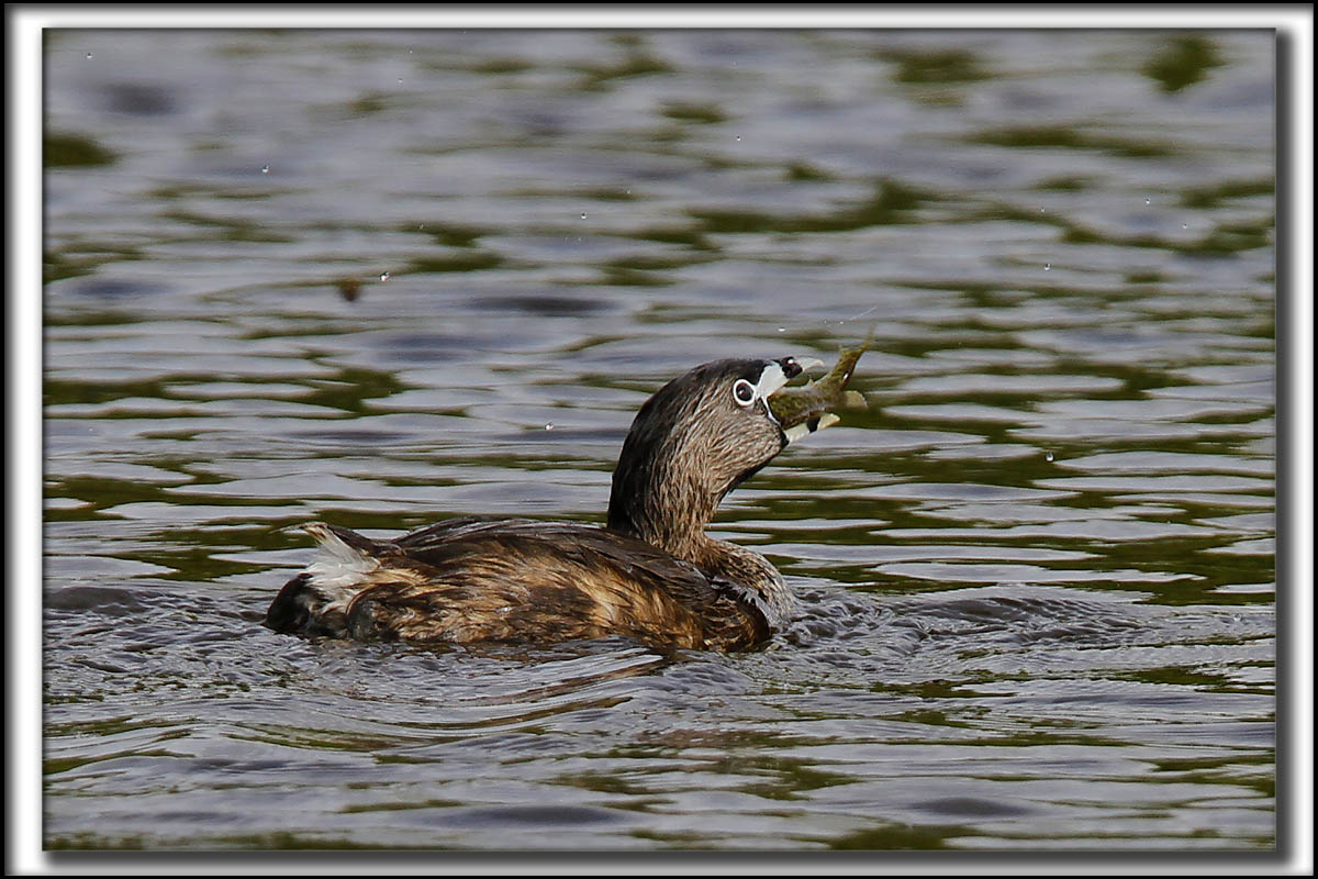 GRBE  BEC BIGARR  /   PIED-BILLED GREBE    _MG_1802 a a