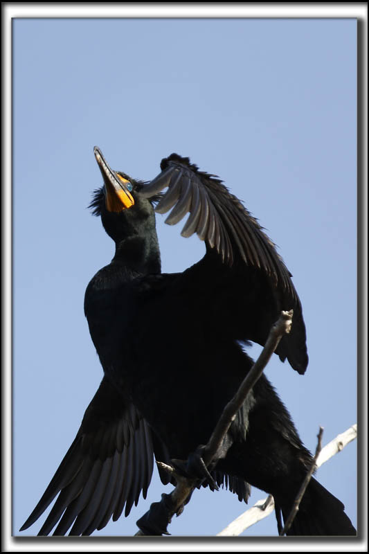 CORMORAN  AIGRETTES   /   DOUBLE-CRESTED CORMORANT    _HP_8912 a a