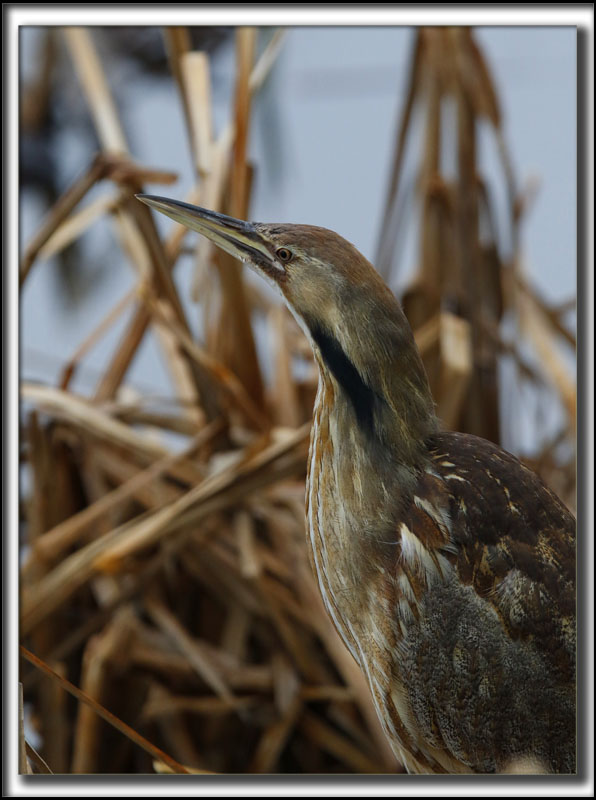 BUTOR DAMRIQUE mle /  AMERICAN BITTERN male    _HP_9137 a a