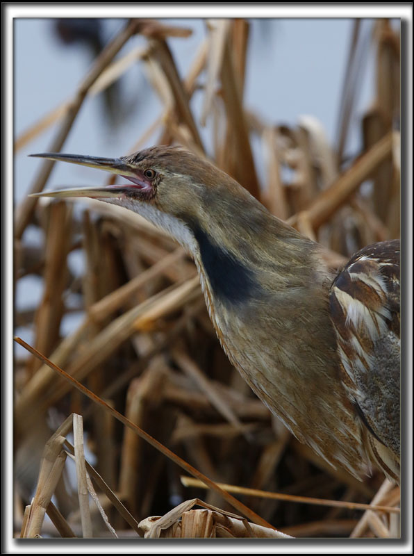 BUTOR DAMRIQUE mle /  AMERICAN BITTERN male    _HP_9169 a a