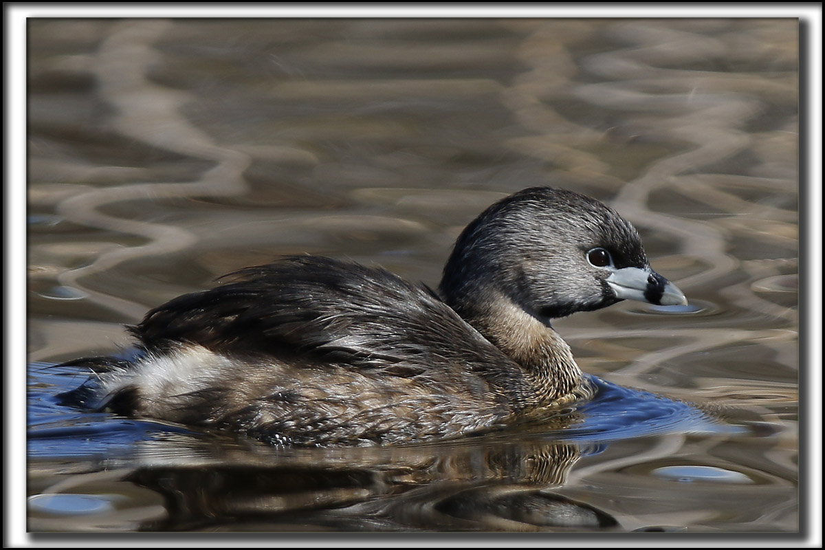 GRBE  BEC BIGARR  /   PIED-BILLED GREBE    _HP_9473 a a