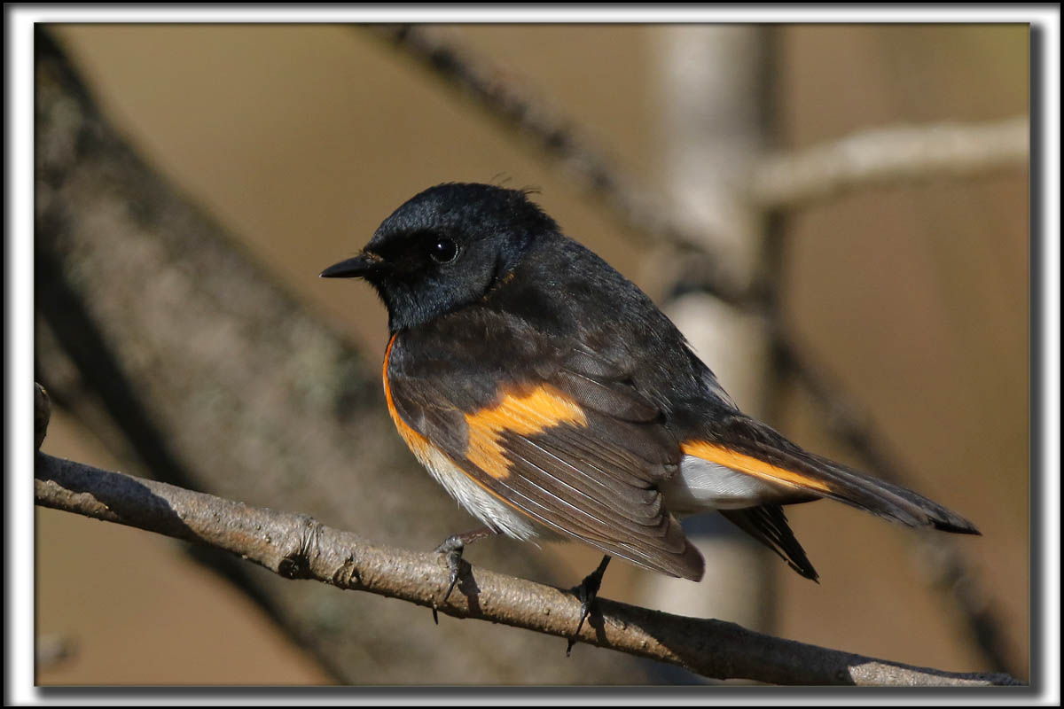 PARULINE FLAMBOYANTE, mle   /    AMERICAN RESTART, male    _HP_9748_a_a