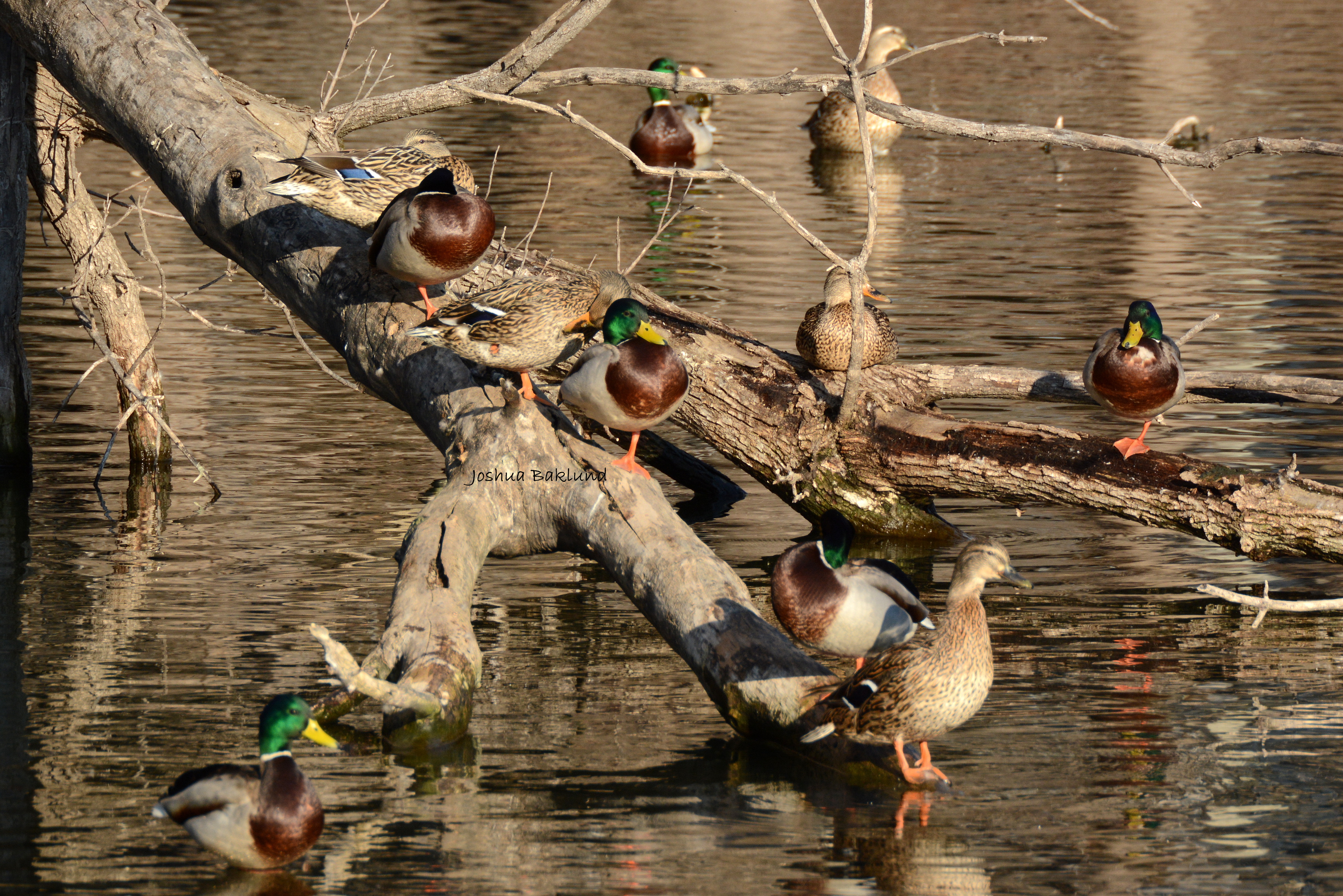 Mallard Tree