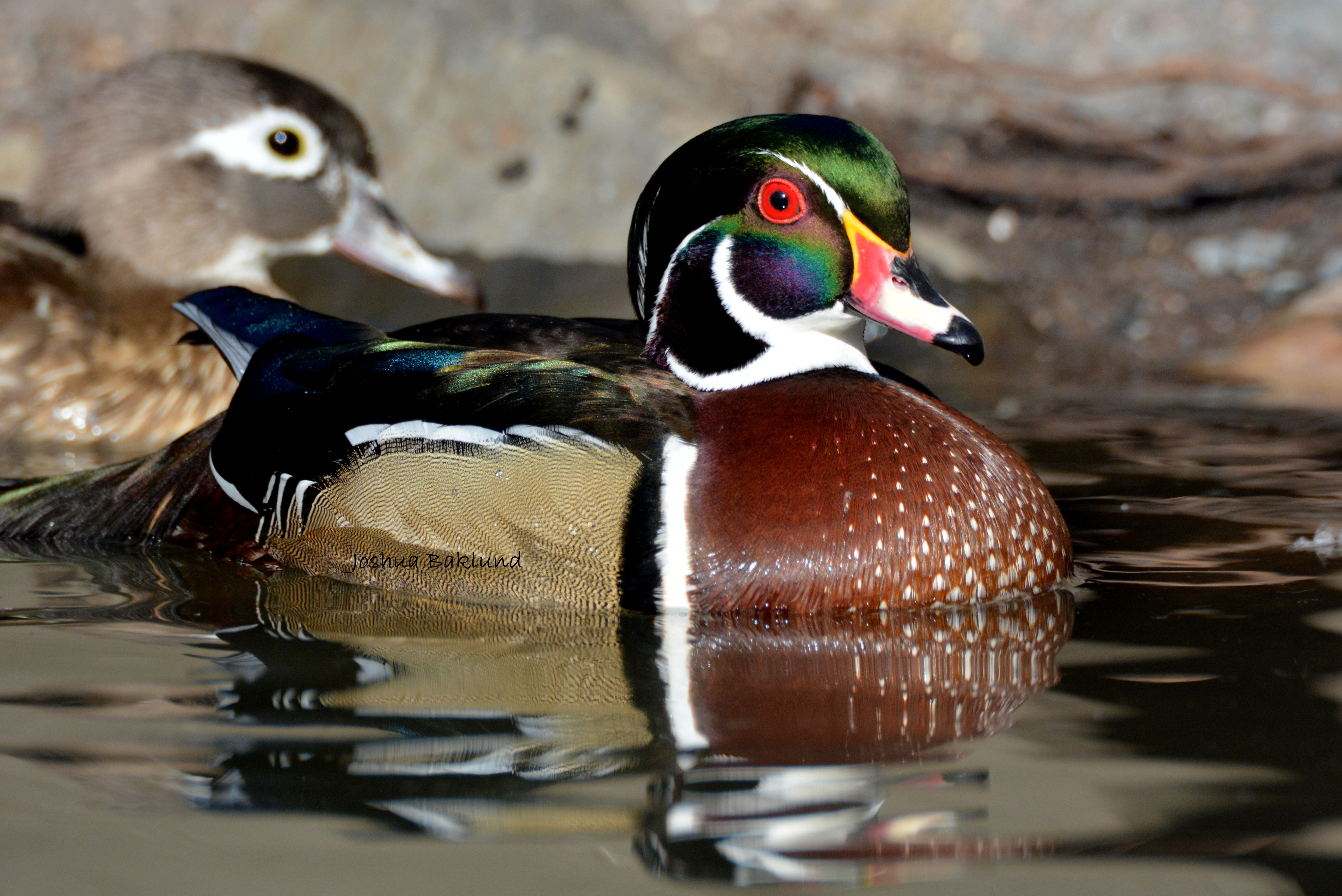 Wood Duck Pair