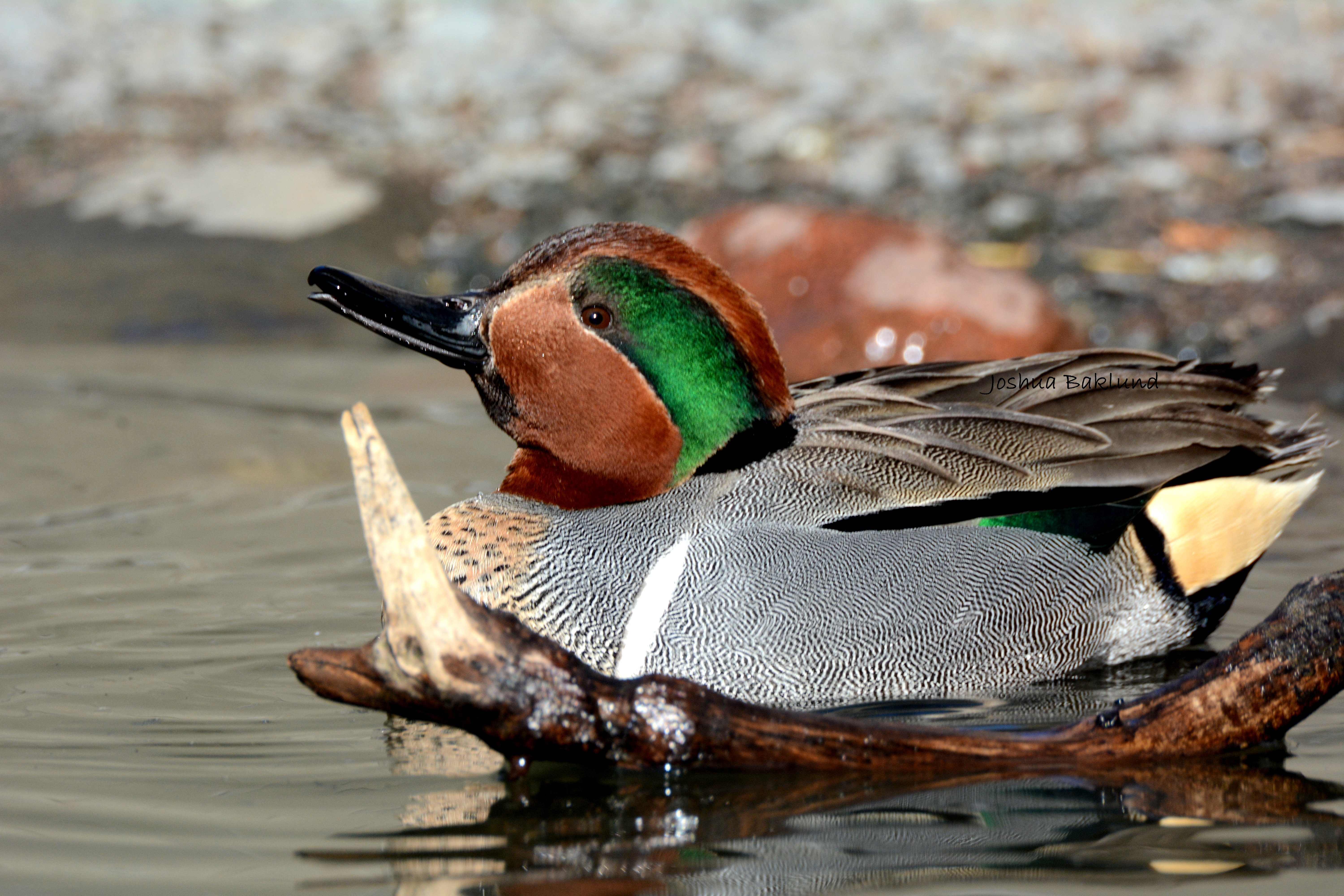 Green Wing Teal 4