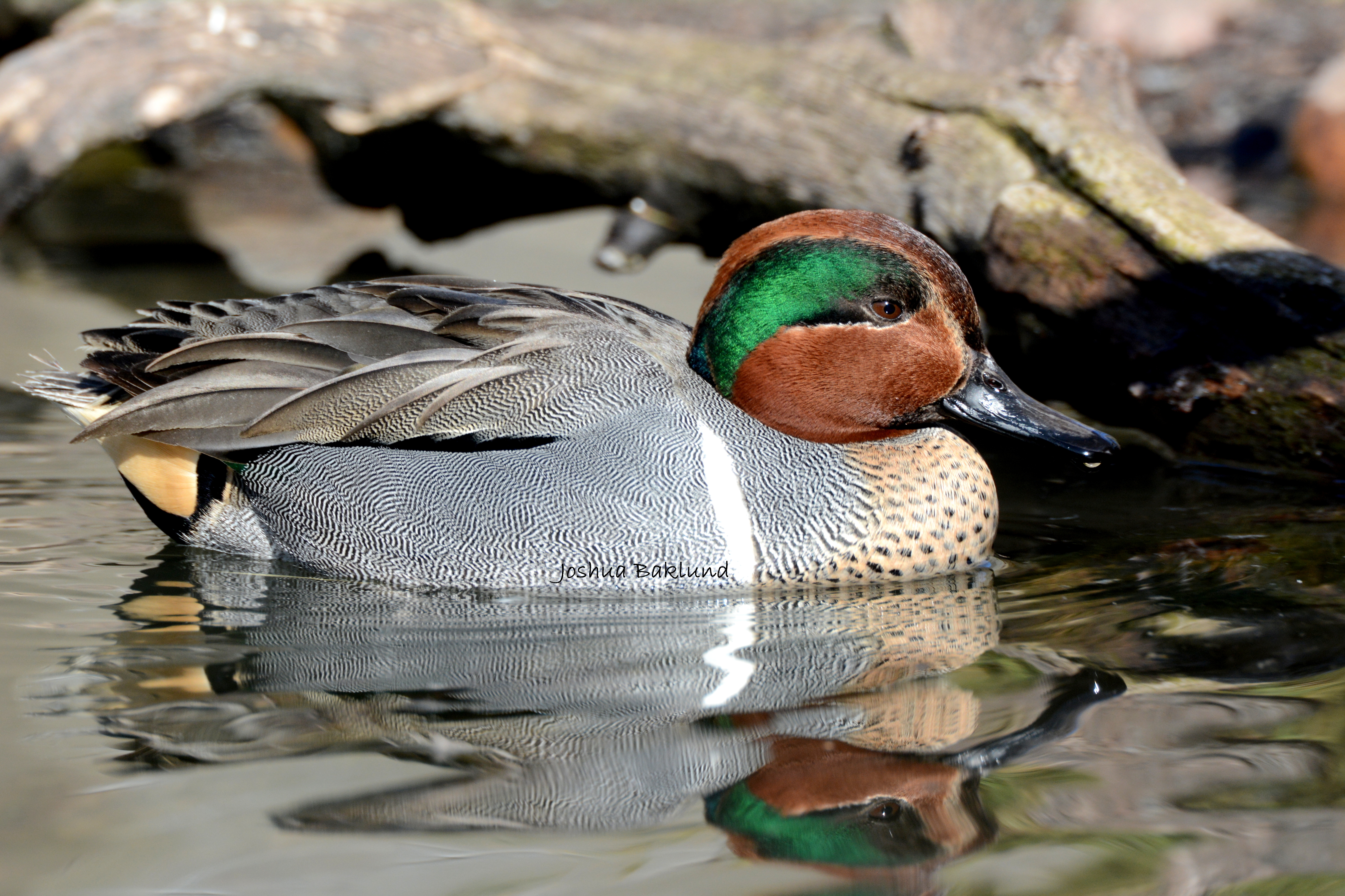 Green Wing Teal 6