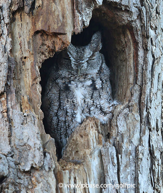 Eastern Screech Owl
