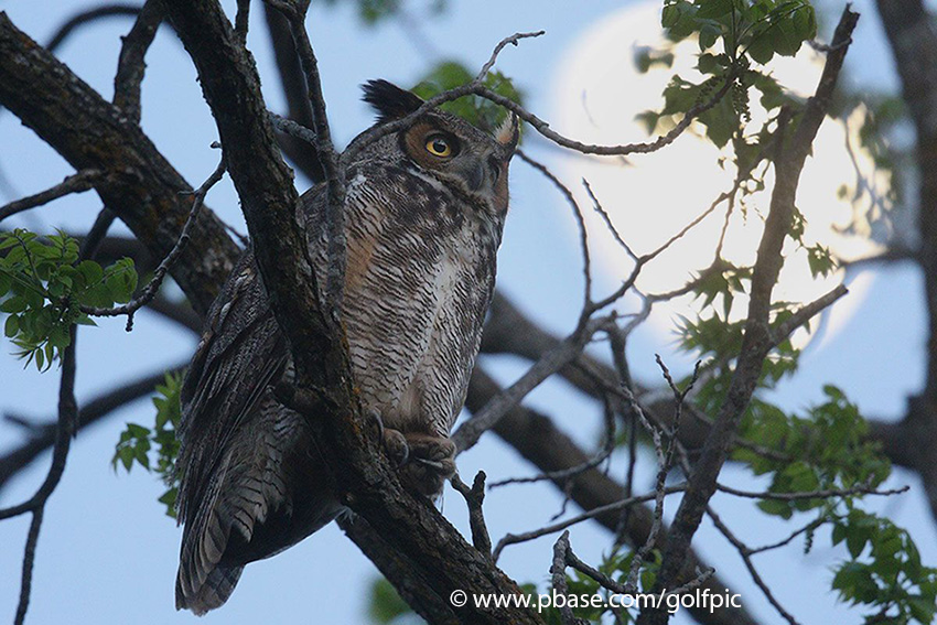 Great-Horned Owl at dusk