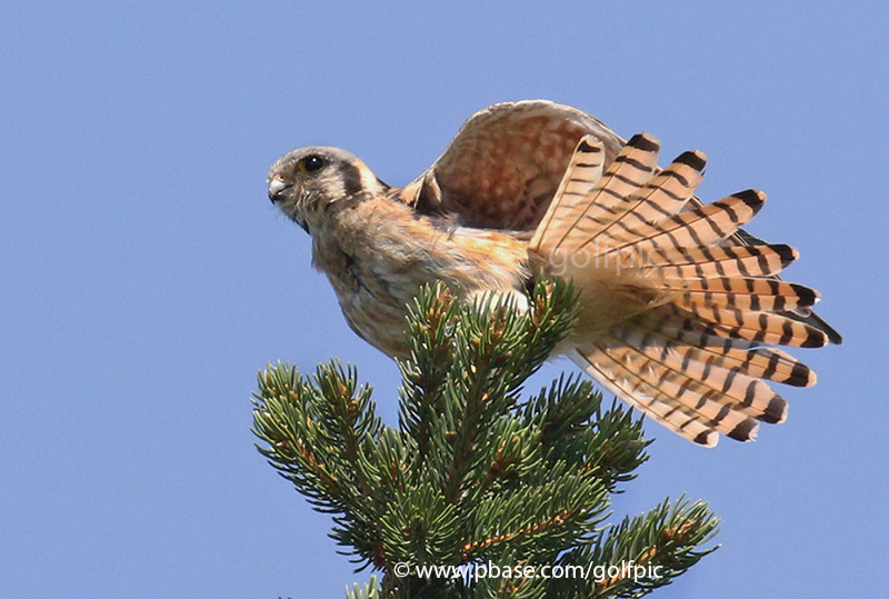 Kestrel stretch