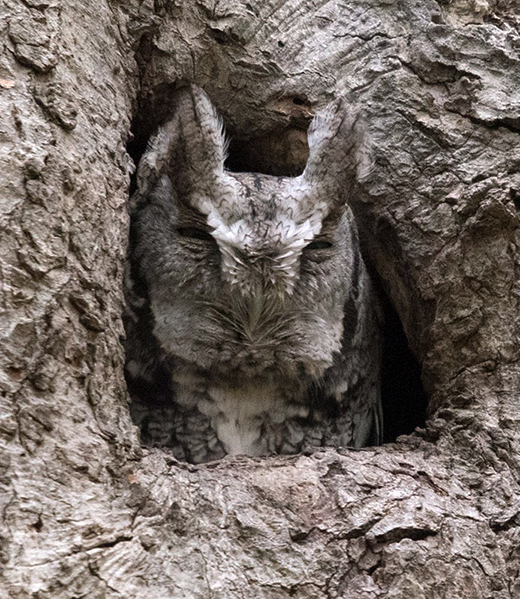 Eastern Screech Owl