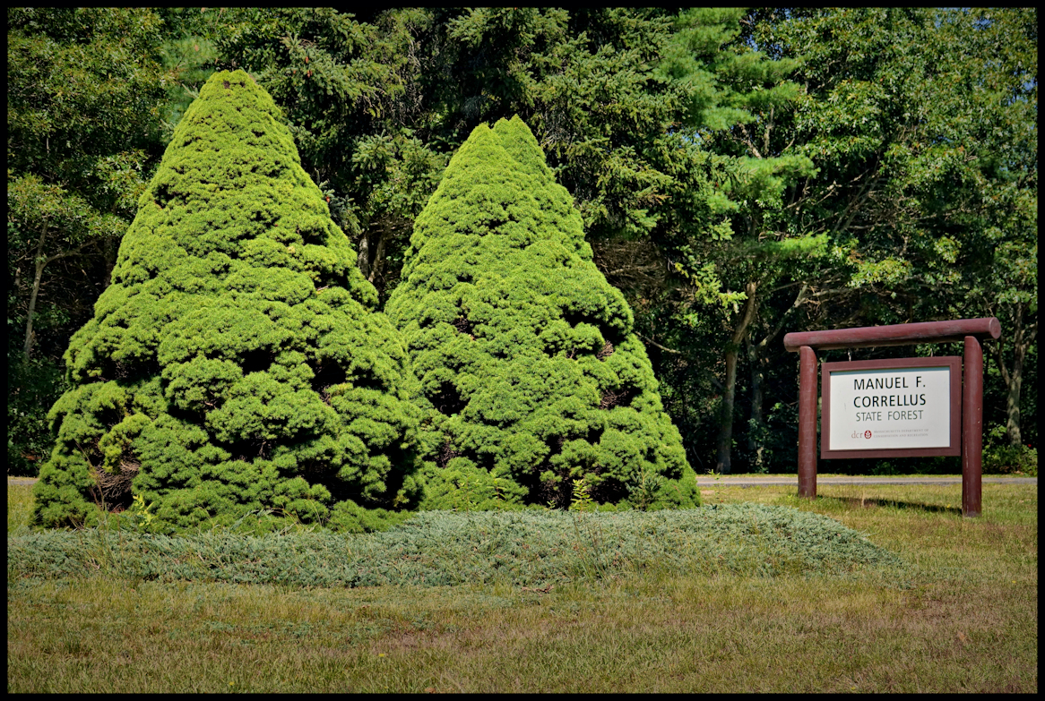 State forest
