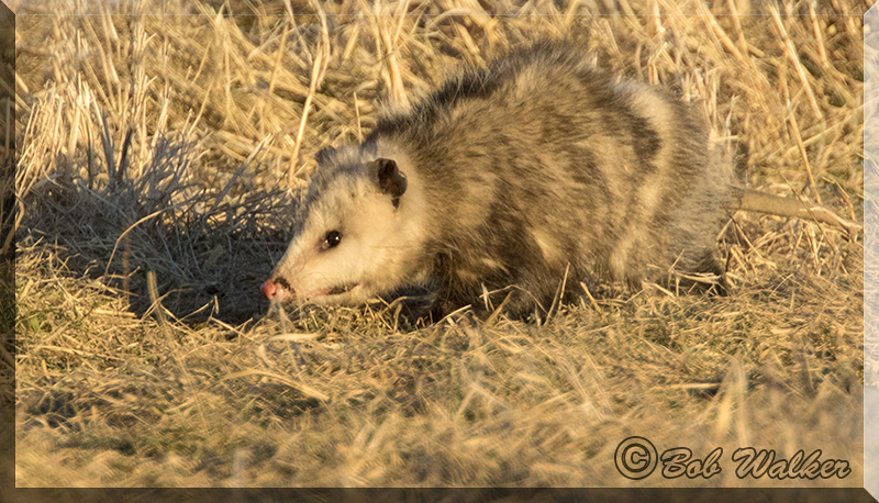 Virginia Opossum Foraging