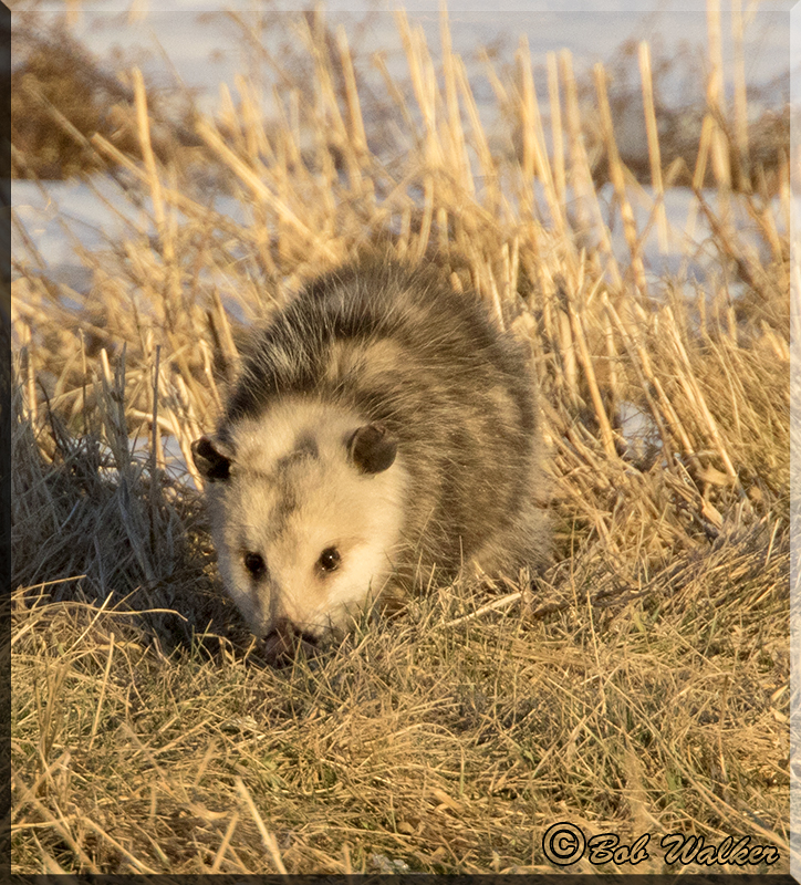 Virginia Opossum Just Sniffing Around
