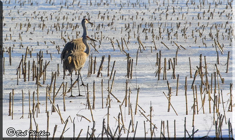 The Sandhill Cranes Foraging For Food