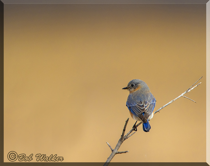 A Blue Bird 2017