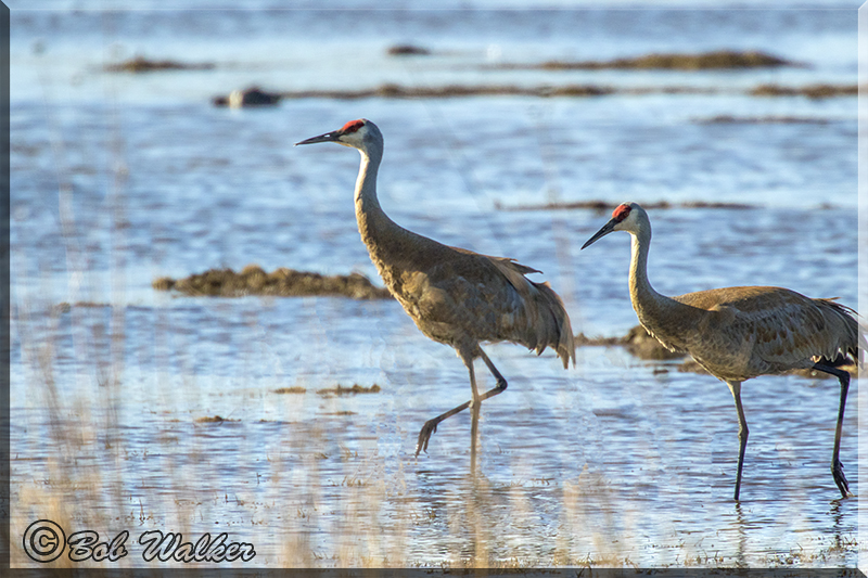 A Pair Of Sandhill Cranes Strolling Along The Shore