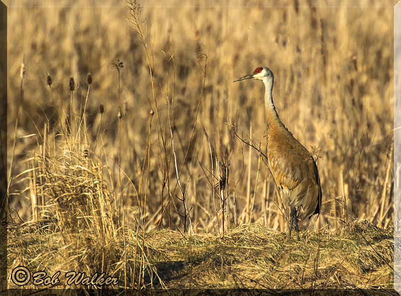 The Sandhill Crane Along The Shoreline Almost Blending In 