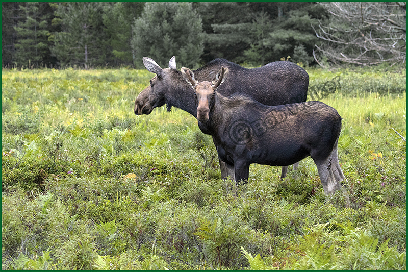 Young Bull With Mom Foraging 