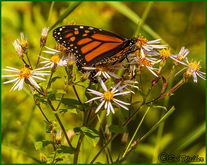 Oh The Beauty Of The Monarch Butterfly 