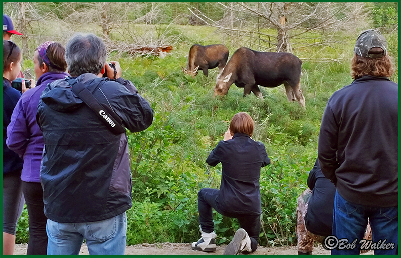Moose On The Loose 
