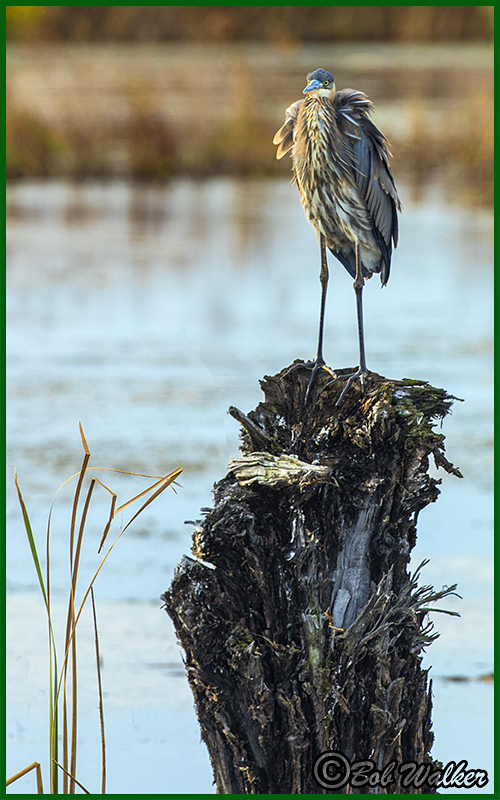 Blue Heron On A Stump 