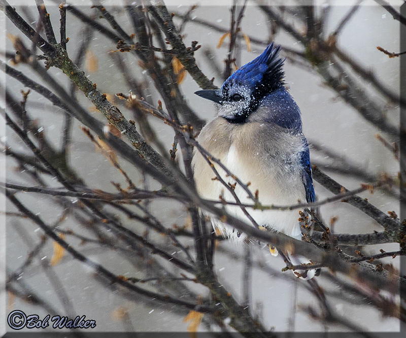 Blue Jay Enduring The Record Cold Temperatures Of 2018