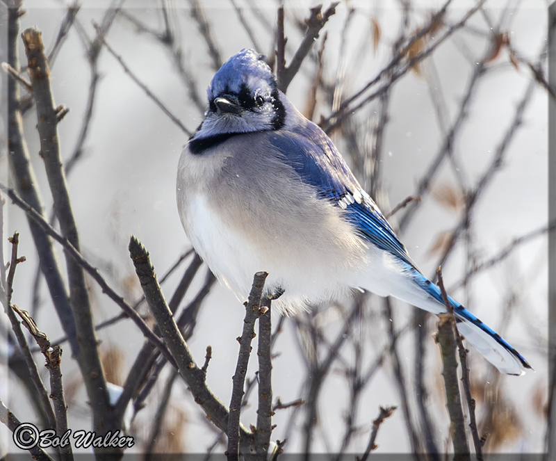 The Suns Appearance Helps Warm Another Wise Cold Blue Jay 