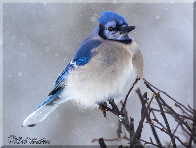 Its Another Winter For The  Blue Jays