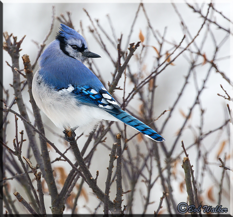 The Beauty Of The Blue Jay