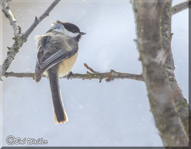 Its Been A Cold Winter For Our Avian Friends