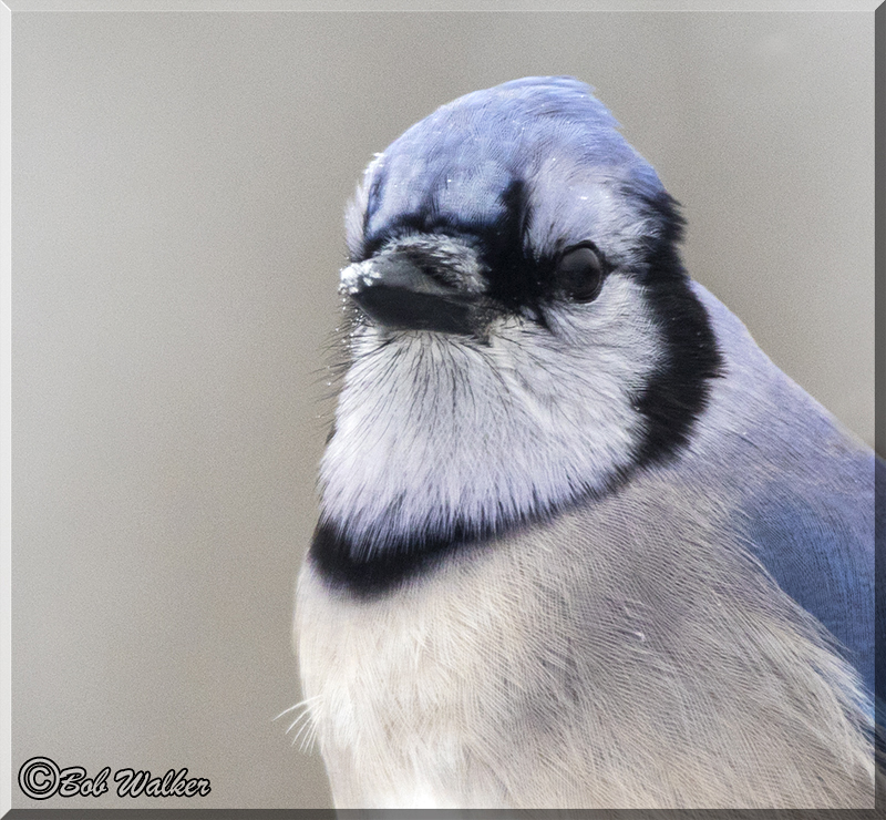 Its A Wintery Day For The Blue Jays