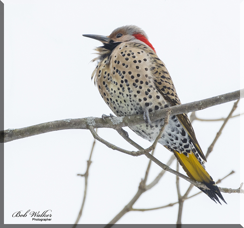 Norther Flicker Enduring The Cold