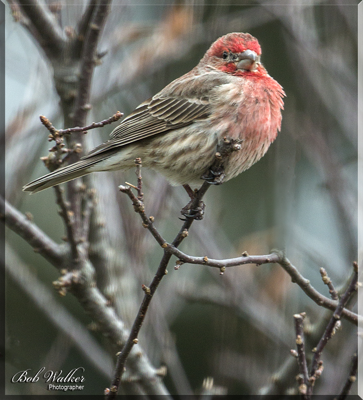 House Finch Taking On The Challenges Of Outdoor Living