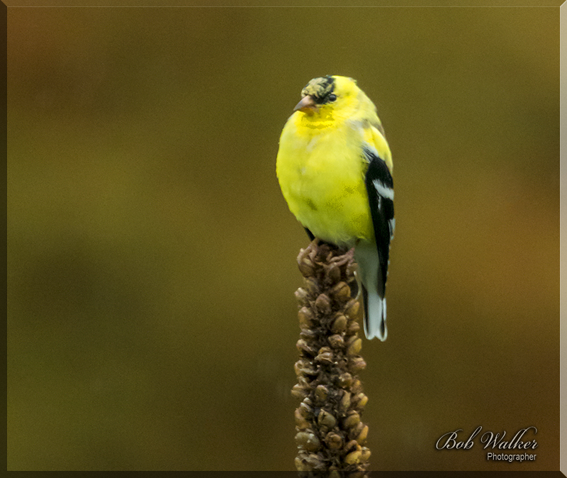 Gold Finch Feels At Home