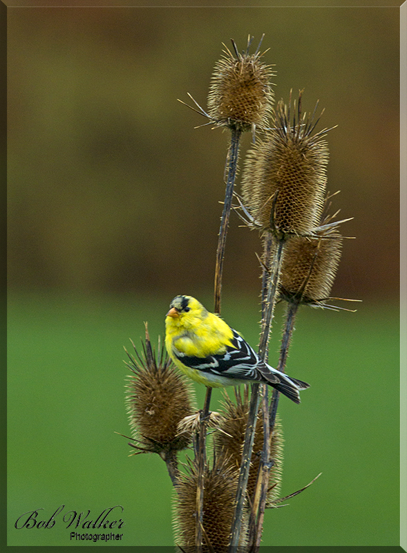 Gold Finch Can Perch Anywhere