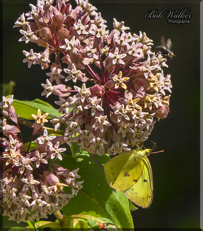 A Pinkedged Sulphur Butterfly Withdrawing Its Nectar Meal