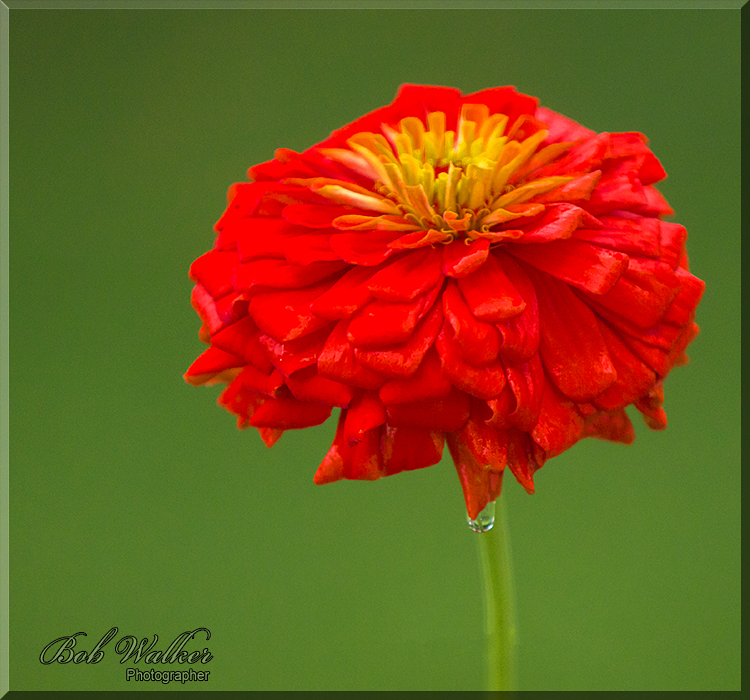 The Beauty Of A Zenna After A Rain