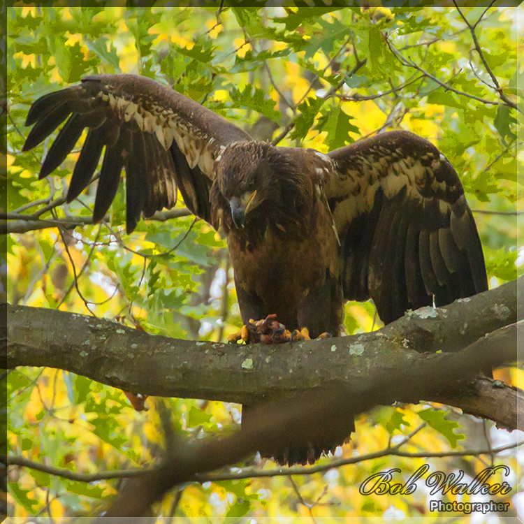 Immature American Bald Eagle Not Letting Its Meal Escape 