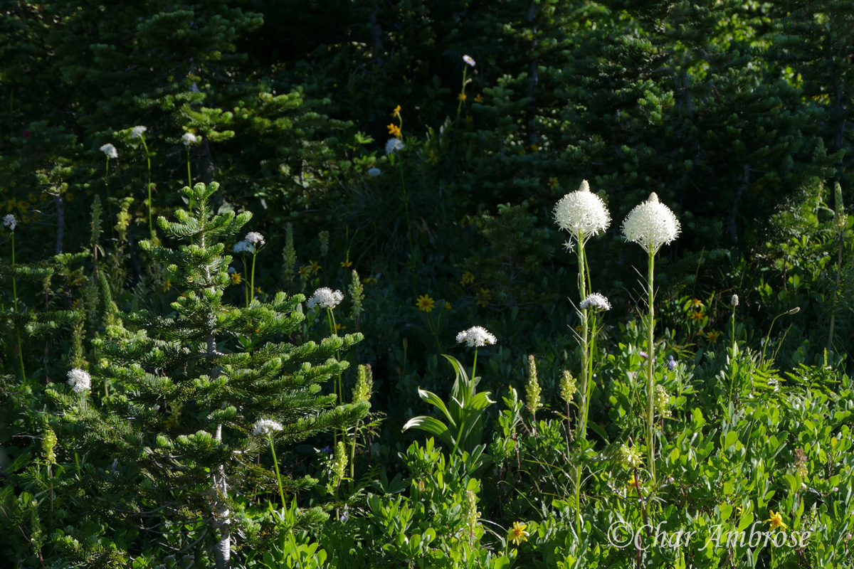 Bear Grass