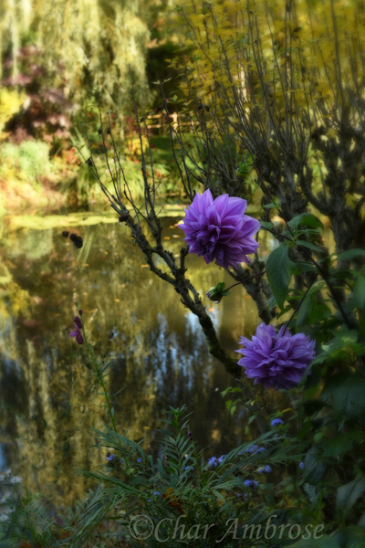 Blooms in the Water Garden