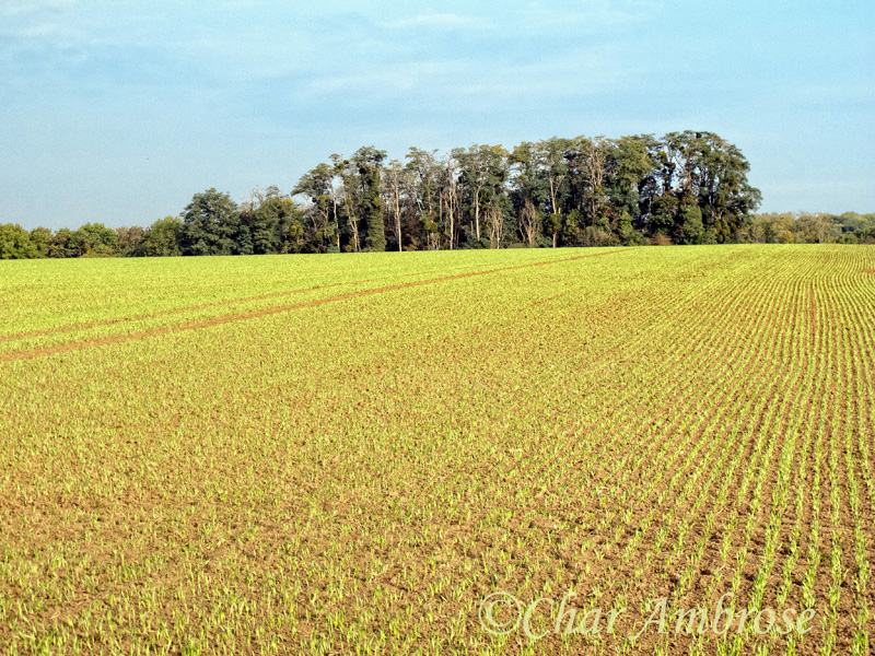 Fields in Auvers-sur-Oise