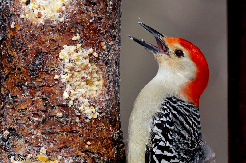 Pic  ventre roux - Red-bellied woodpecker